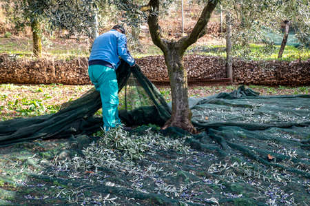 olive on the freshly picked cloth to be separated from the leavesの写真素材