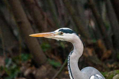 gray heron at terni walkの写真素材