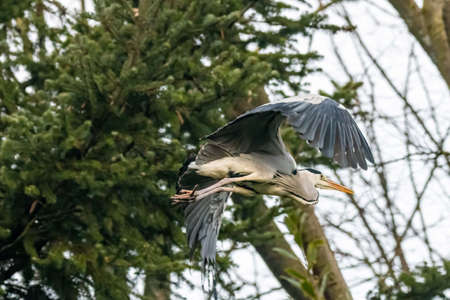 gray heron at terni walkの写真素材