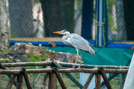 gray heron at terni walkの写真素材