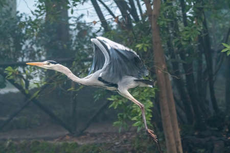 gray heron at terni walkの写真素材