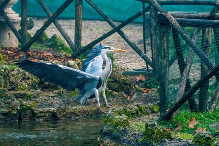 gray heron at terni walkの写真素材