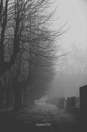bleak park with fog and a person walking in the morningの写真素材