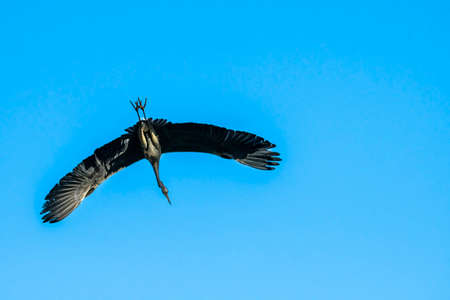 gray heron laying on a tree with dry branchesの写真素材