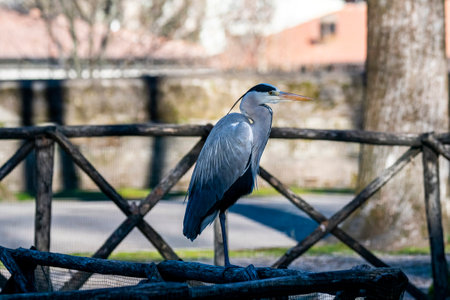 gray heron laying on a tree with dry branchesの写真素材