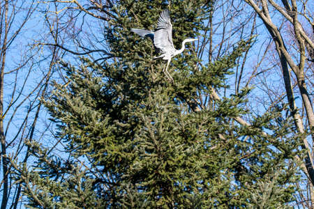 gray heron laying on a tree with dry branchesの写真素材