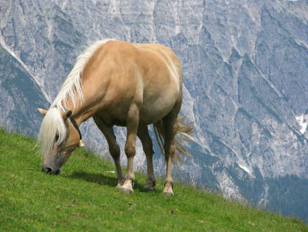 Haflinger horse eating grassの写真素材