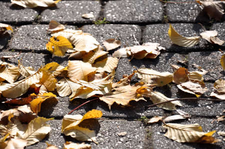Autumn leavesの写真素材
