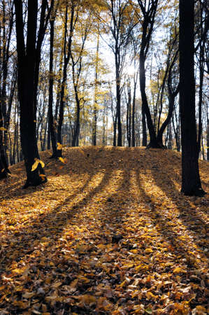 Autumn