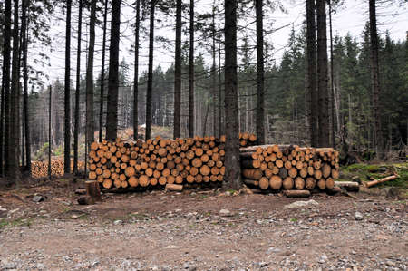 Big stack of freshly cut trees in a forest.の写真素材