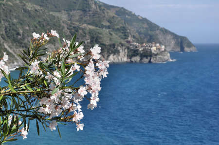 Blossoming flowers in Cinque Terre, village of Manarola seen in the backgroundの写真素材