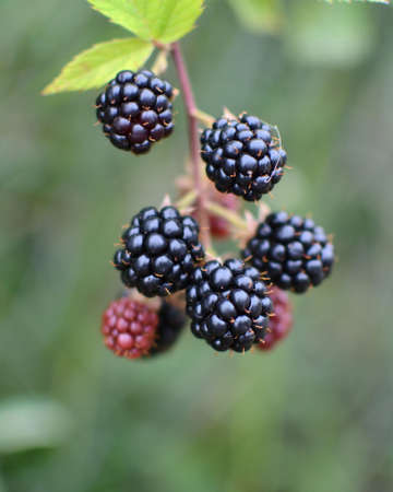 Fresh ripe blackberry on the twig with leavesの写真素材