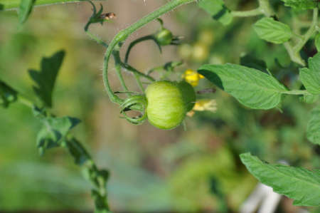 Small unriped tomato fruitの写真素材