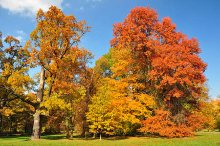 Collection of beautiful colorful autumn trees with leaves in yellow, orange and redの写真素材