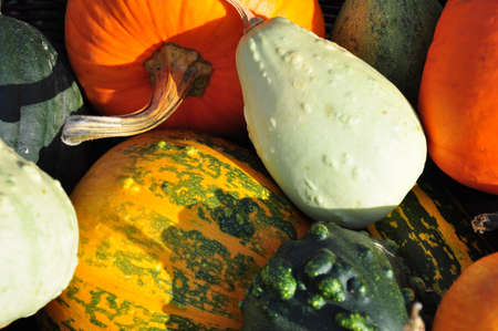 Colorful decorative pumpkins close-up in the autumn sunの写真素材