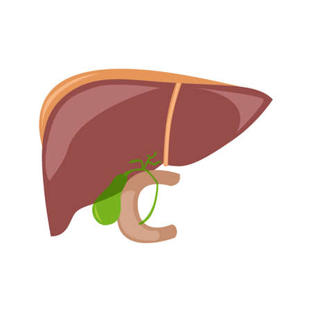 the illustration dedicated to the human liver.のイラスト素材