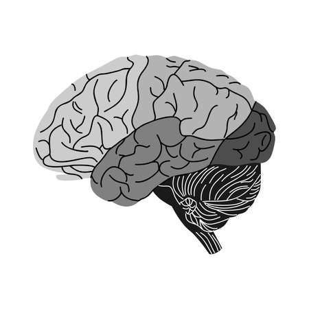the illustration dedicated to the human brain.のイラスト素材