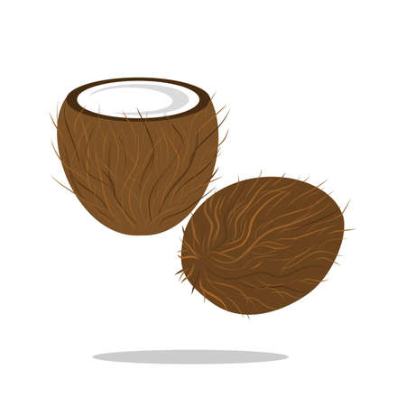 the Illustration with drawing of an open coconut.のイラスト素材