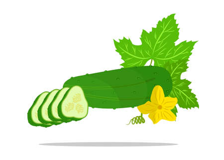 the illustration which shows some vegetables - cucumbers.のイラスト素材