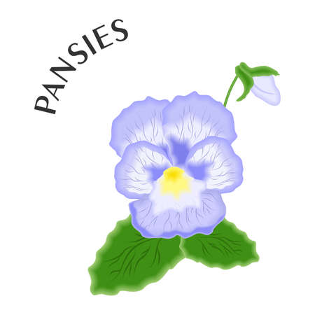 the illustration with a beautiful painted flower - the pansy.のイラスト素材