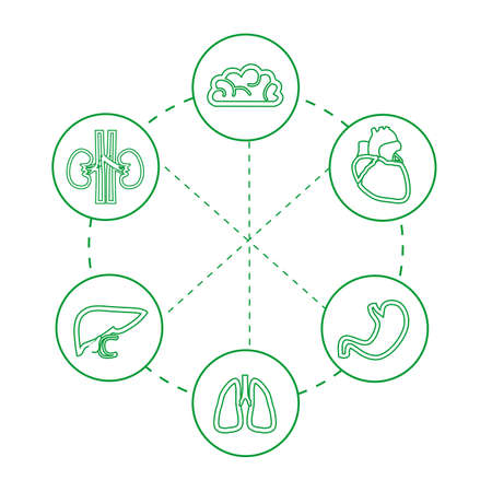 illustration dedicated to anatomy and medicine with silhouettes of human organs.のイラスト素材