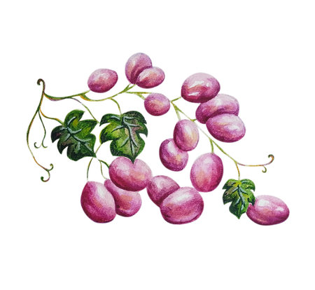 The illustration - grape isolated in watercolor style.の写真素材