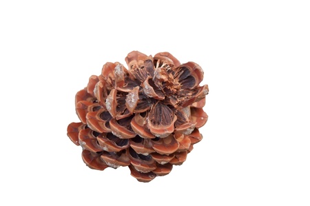 pine cone isolatedの写真素材