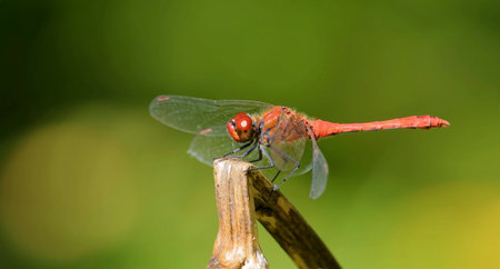 A picture of a dragonfly sitting on a branch