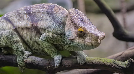 A male forest dragon lizard against a natural background, close-up of the animalの写真素材
