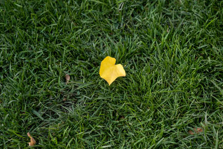 Very yellow tree leaf sitting on the green grass during a summer day in Romania. High quality photoの写真素材
