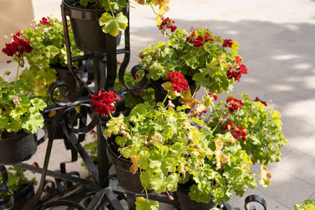 Red flowers on a stand outside in the park in a summer day