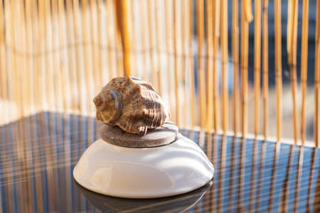 One shell on a stand in sunny day closeup. Selective focusの写真素材