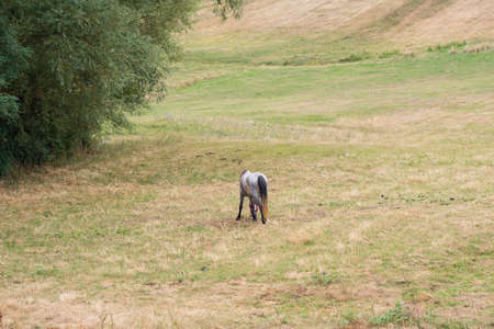 Horse on the field In Romania eating. Selective Focusの写真素材
