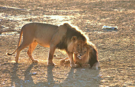 Lion males greeting each otherの写真素材