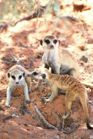 Meerkat familyの写真素材