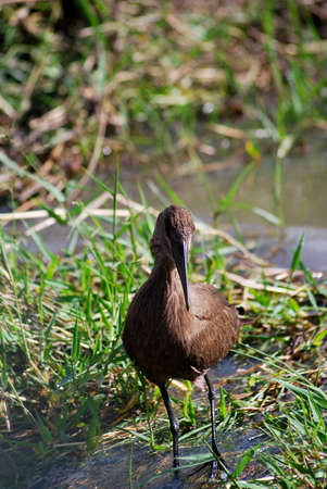 Hamerkop fishing