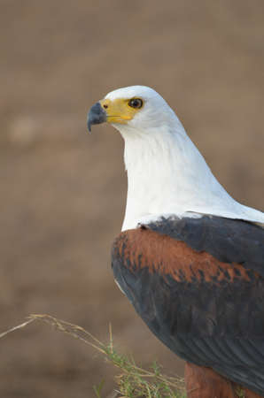 African fish eagle close-up