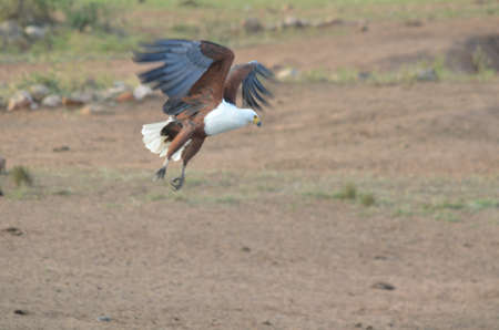 African fish eagle flying