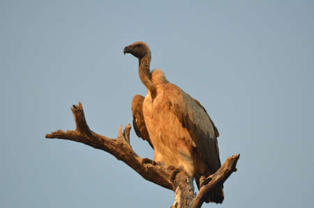 White backed vultureの写真素材