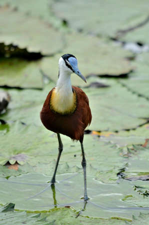 Africa Jacana