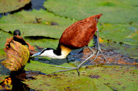 African Jacana walking on leaves