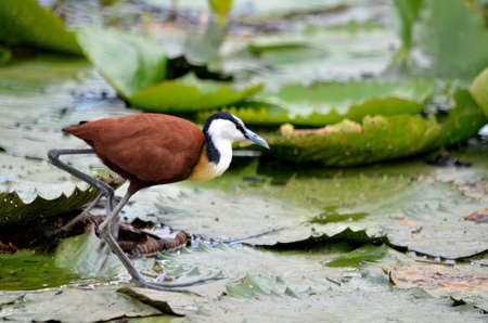 African Jacana walking on leavesの写真素材