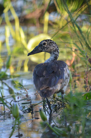Comb duckの写真素材