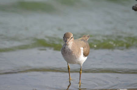 Common sandpiperの写真素材