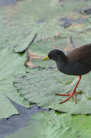 Juvenile black crakeの写真素材