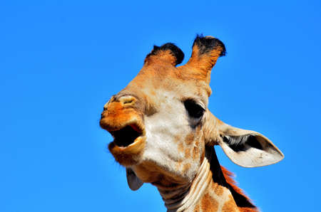 Giraffe chewing boneの写真素材
