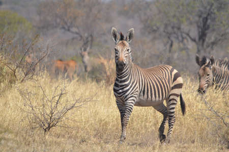 Mountain zebraの写真素材