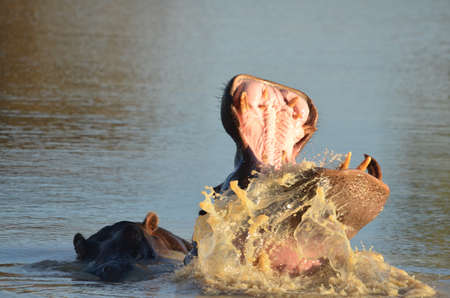 Hippo yawningの写真素材