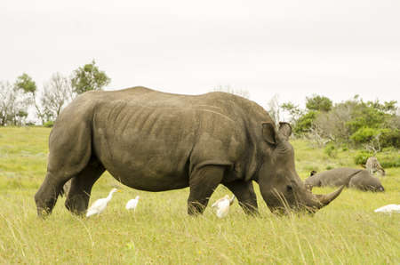 Full grow Rhino eating grassの写真素材