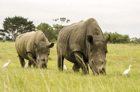 A herds of Rhino eating grassの写真素材